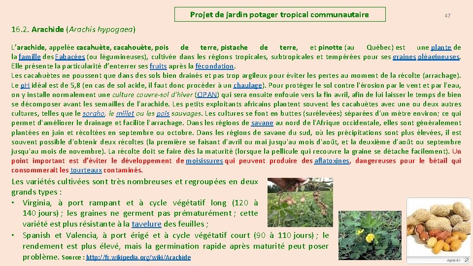 Projet de jardin potager tropical communautaire 47 16. 2. Arachide (Arachis hypogaea) L’arachide, appelée