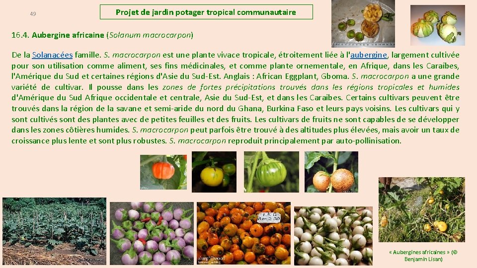 49 Projet de jardin potager tropical communautaire 16. 4. Aubergine africaine (Solanum macrocarpon) De