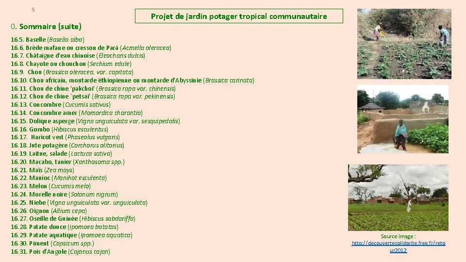 5 0. Sommaire (suite) Projet de jardin potager tropical communautaire 16. 5. Baselle (Basella