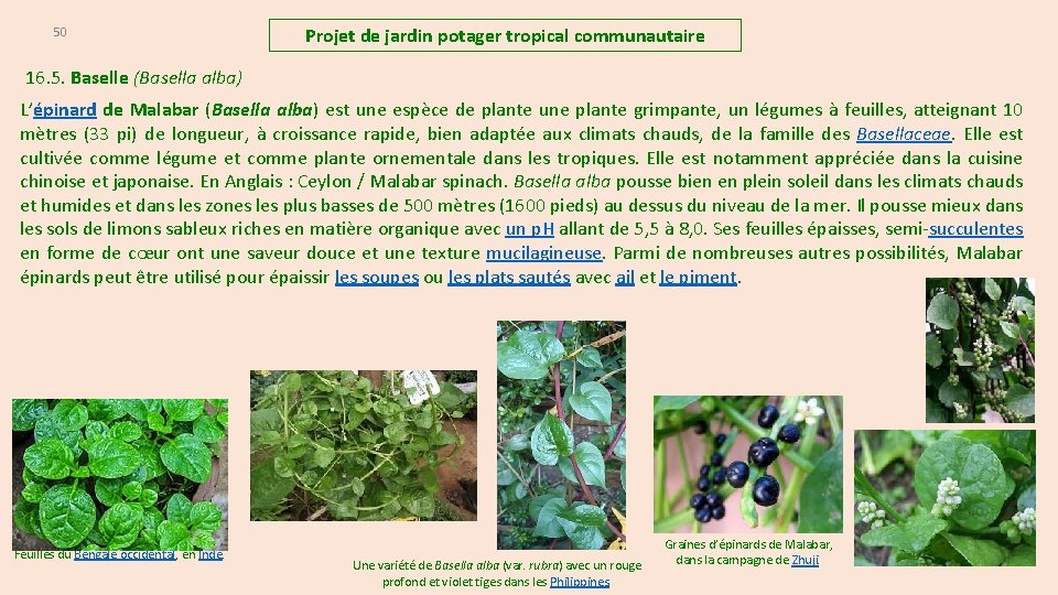 50 Projet de jardin potager tropical communautaire 16. 5. Baselle (Basella alba) L’épinard de