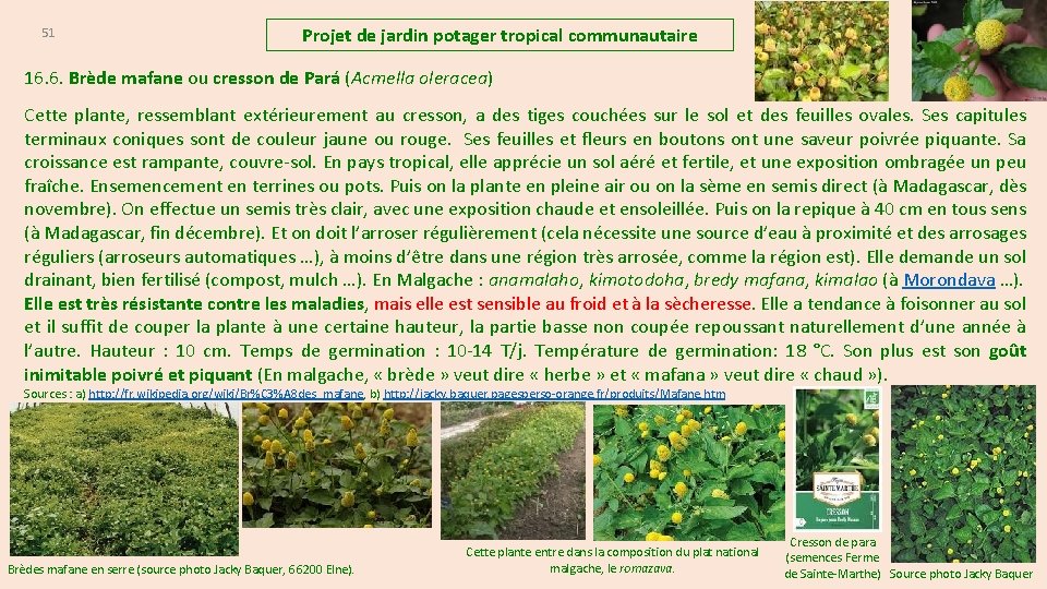 51 Projet de jardin potager tropical communautaire 16. 6. Brède mafane ou cresson de