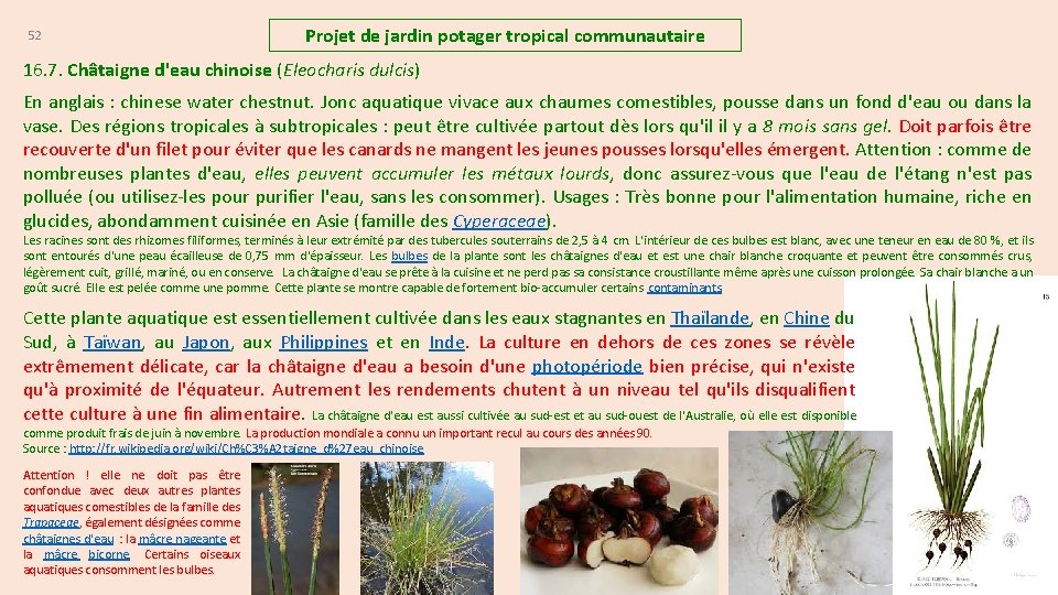 52 Projet de jardin potager tropical communautaire 16. 7. Châtaigne d'eau chinoise (Eleocharis dulcis)