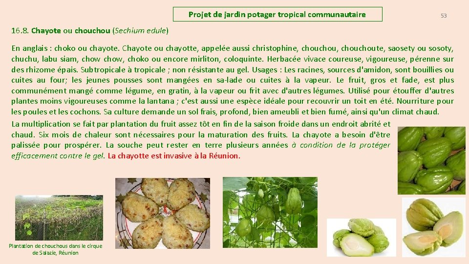 Projet de jardin potager tropical communautaire 53 16. 8. Chayote ou chou (Sechium edule)