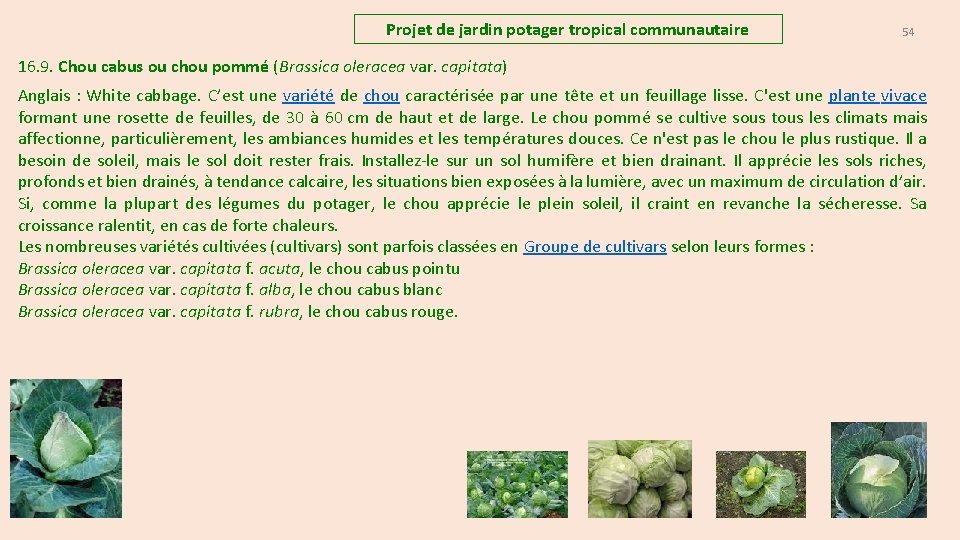 Projet de jardin potager tropical communautaire 54 16. 9. Chou cabus ou chou pommé