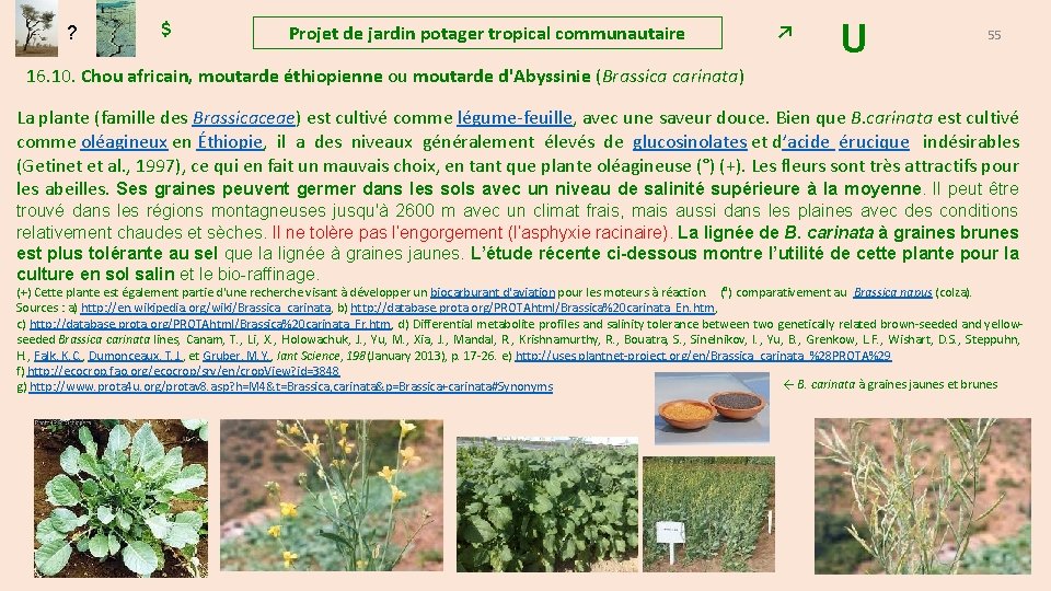 ? $ Projet de jardin potager tropical communautaire ↗ U 55 16. 10. Chou