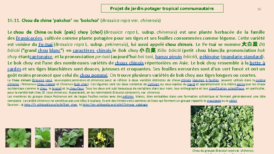 Projet de jardin potager tropical communautaire 56 16. 11. Chou de chine 'pakchoi‘ ou