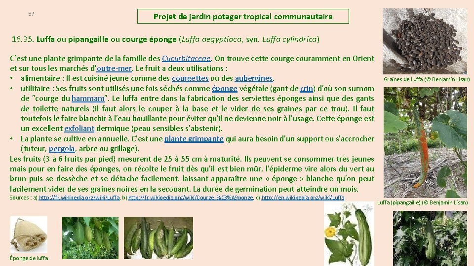 57 Projet de jardin potager tropical communautaire 16. 35. Luffa ou pipangaille ou courge