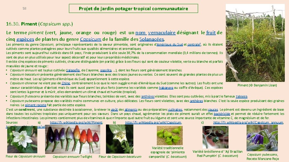 Projet de jardin potager tropical communautaire 58 16. 30. Piment (Capsicum spp. ) Le