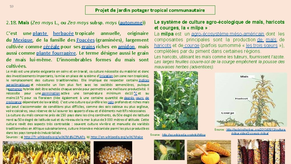 59 Projet de jardin potager tropical communautaire 2. 18. Maïs (Zea mays L. ,