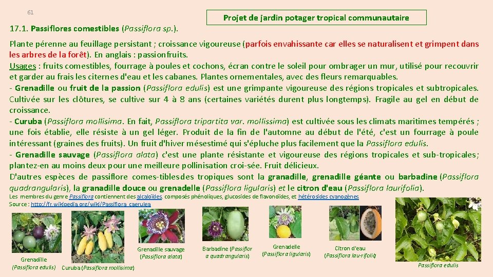 61 17. 1. Passiflores comestibles (Passiflora sp. ). Projet de jardin potager tropical communautaire