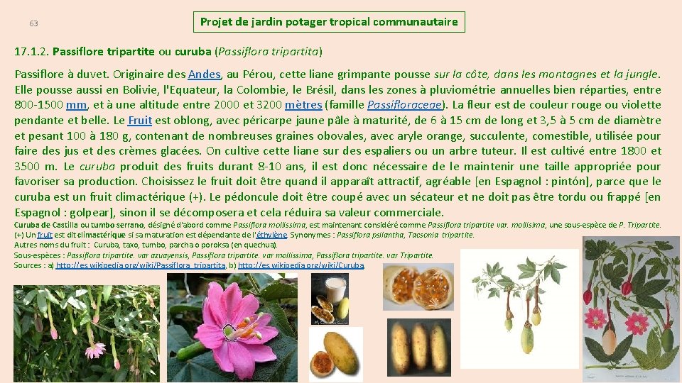63 Projet de jardin potager tropical communautaire 17. 1. 2. Passiflore tripartite ou curuba