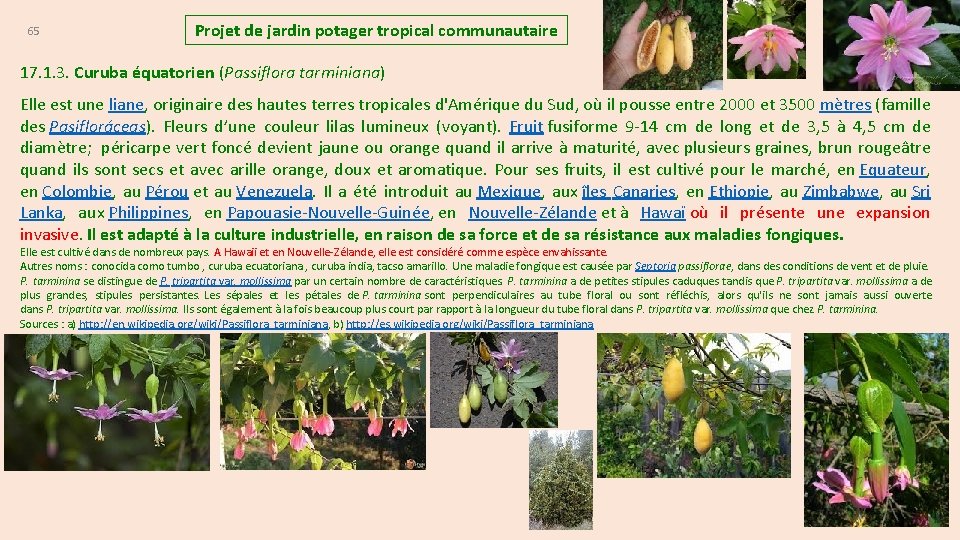 65 Projet de jardin potager tropical communautaire 17. 1. 3. Curuba équatorien (Passiflora tarminiana)