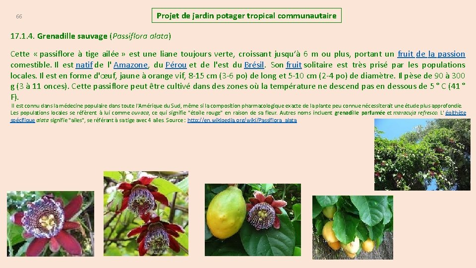 66 Projet de jardin potager tropical communautaire 17. 1. 4. Grenadille sauvage (Passiflora alata)