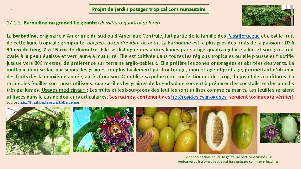 67 Projet de jardin potager tropical communautaire 17. 1. 5. Barbadine ou grenadille géante