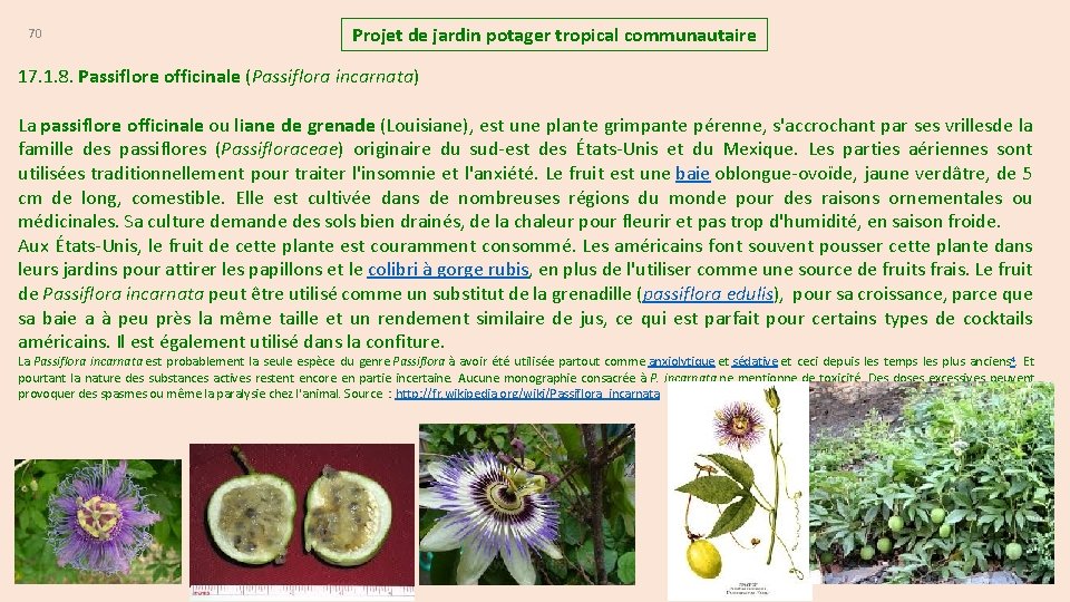 70 Projet de jardin potager tropical communautaire 17. 1. 8. Passiflore officinale (Passiflora incarnata)