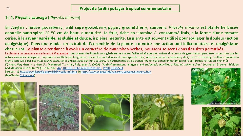 72 Projet de jardin potager tropical communautaire 19. 1. Physalis sauvage (Physalis minima) En