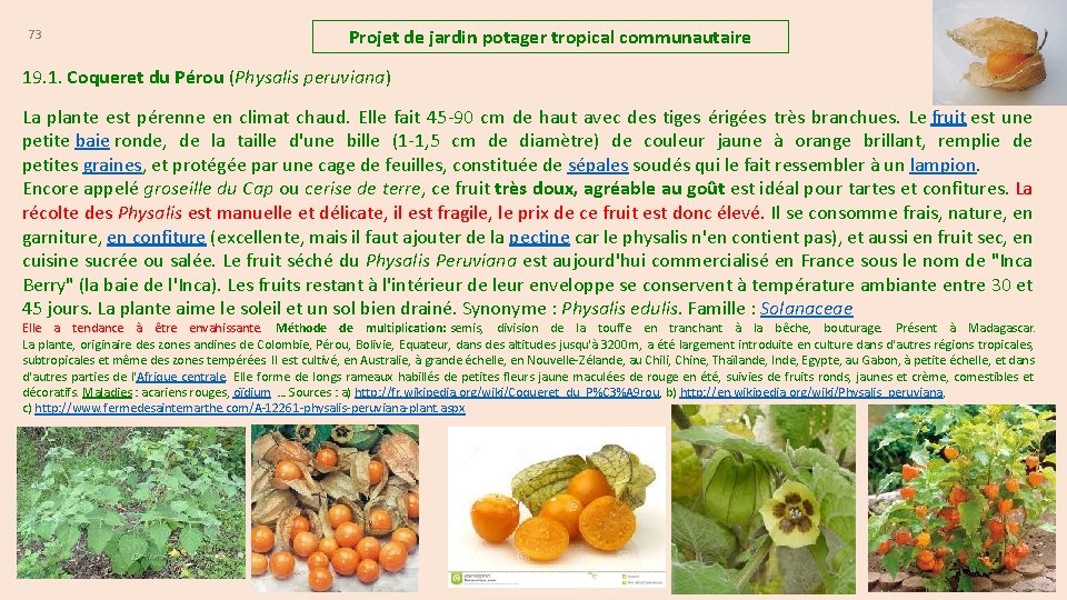 73 Projet de jardin potager tropical communautaire 19. 1. Coqueret du Pérou (Physalis peruviana)