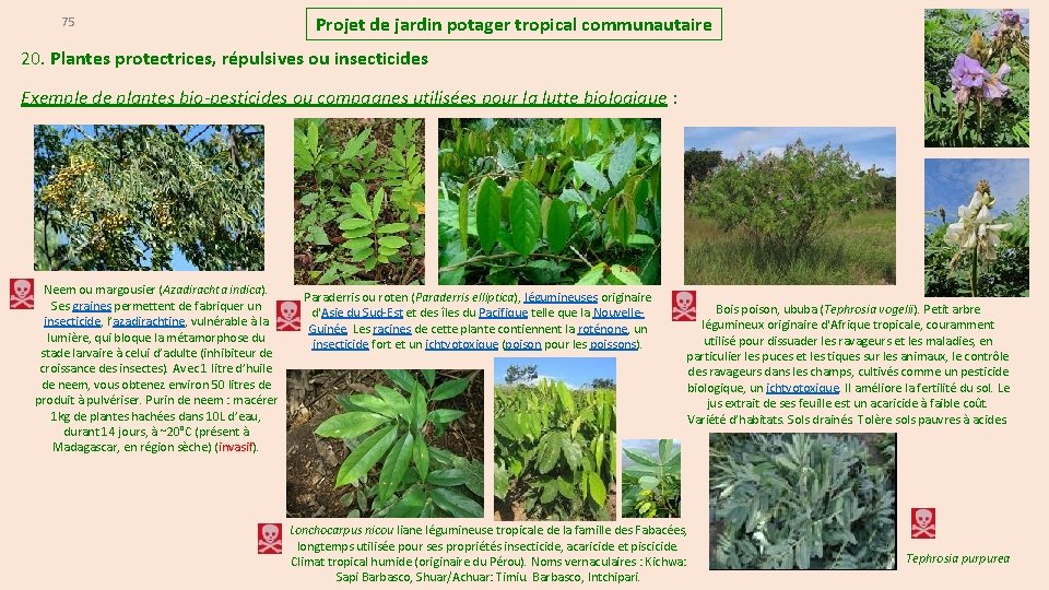 75 Projet de jardin potager tropical communautaire 20. Plantes protectrices, répulsives ou insecticides Exemple