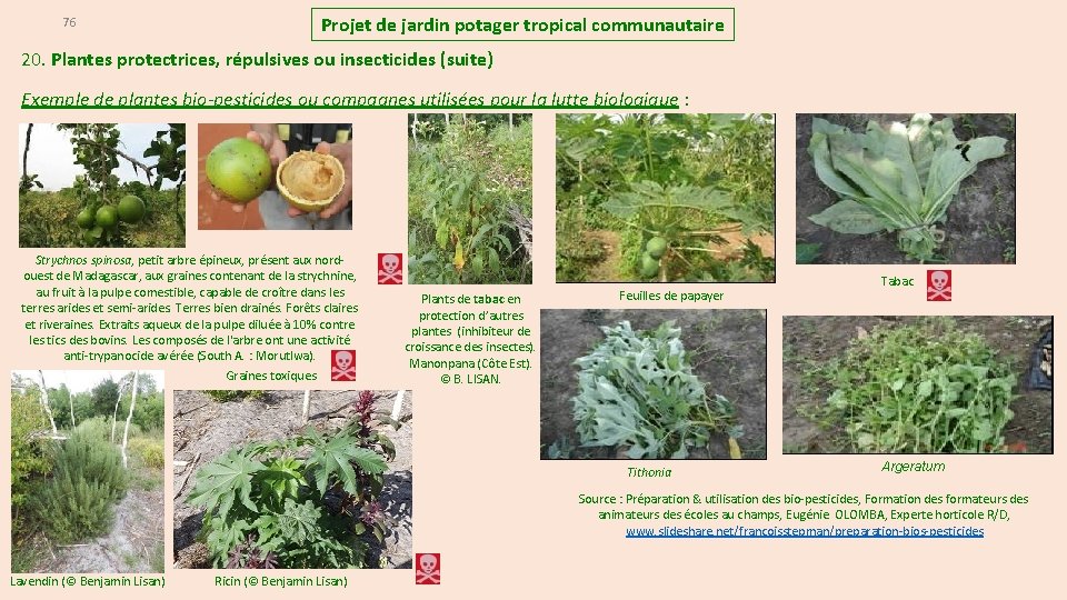 76 Projet de jardin potager tropical communautaire 20. Plantes protectrices, répulsives ou insecticides (suite)