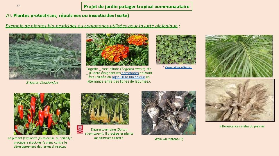 Projet de jardin potager tropical communautaire 77 20. Plantes protectrices, répulsives ou insecticides (suite)