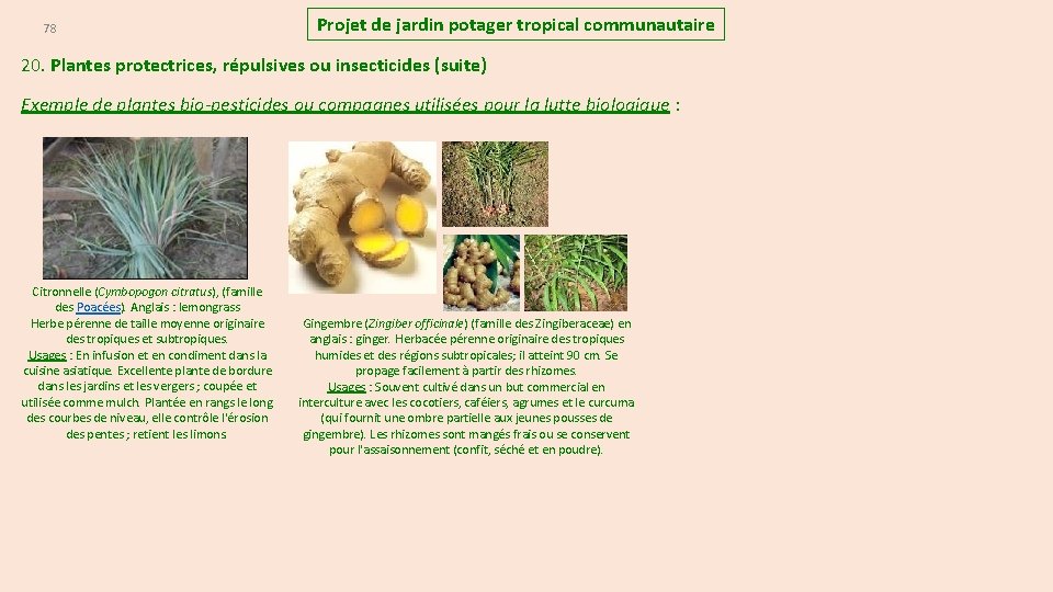 78 Projet de jardin potager tropical communautaire 20. Plantes protectrices, répulsives ou insecticides (suite)