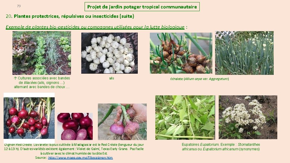 79 Projet de jardin potager tropical communautaire 20. Plantes protectrices, répulsives ou insecticides (suite)