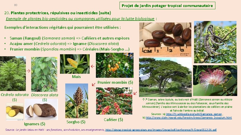 Projet de jardin potager tropical communautaire 80 20. Plantes protectrices, répulsives ou insecticides (suite)