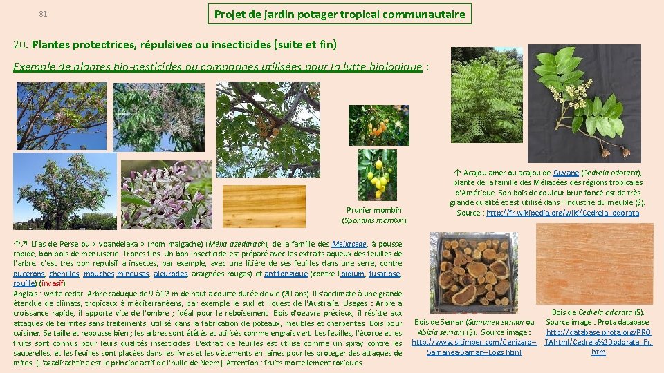 Projet de jardin potager tropical communautaire 81 20. Plantes protectrices, répulsives ou insecticides (suite