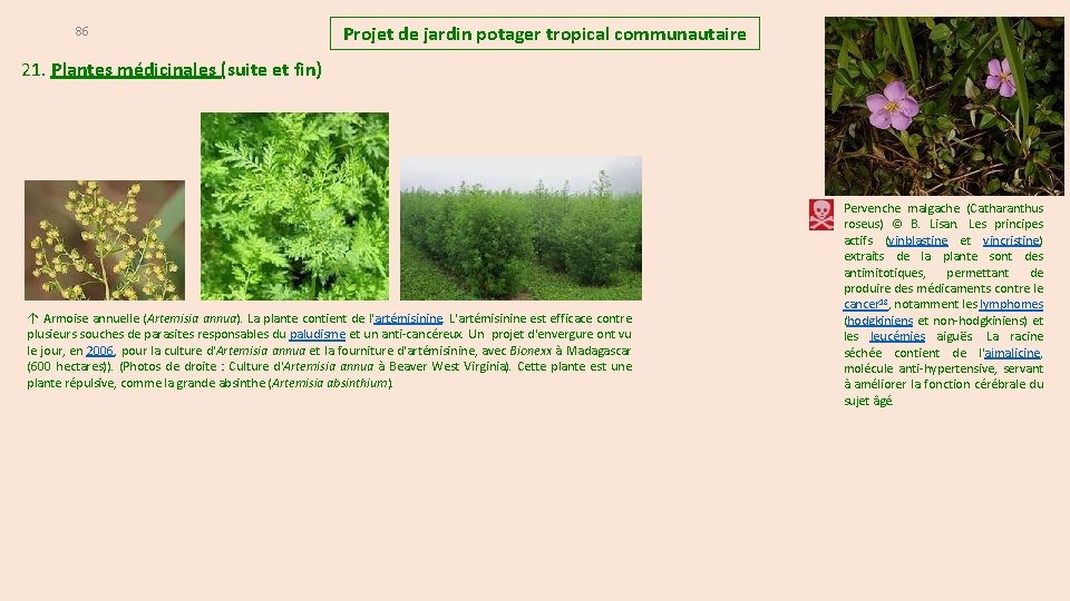 86 Projet de jardin potager tropical communautaire 21. Plantes médicinales (suite et fin) ↑