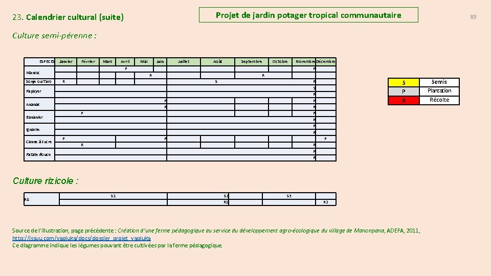 Projet de jardin potager tropical communautaire 23. Calendrier cultural (suite) 89 Culture semi pérenne