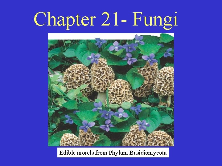 Chapter 21 - Fungi Edible morels from Phylum Basidiomycota 