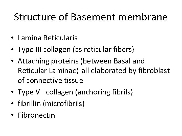 Structure of Basement membrane • Lamina Reticularis • Type III collagen (as reticular fibers)