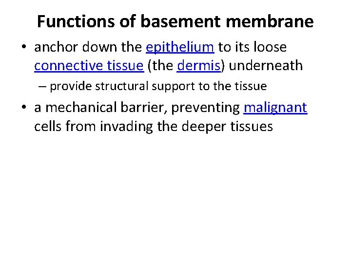 Functions of basement membrane • anchor down the epithelium to its loose connective tissue