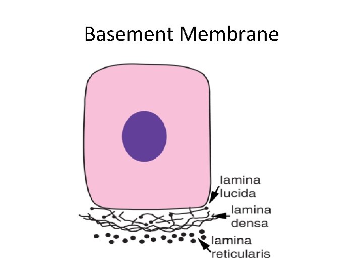 Basement Membrane 