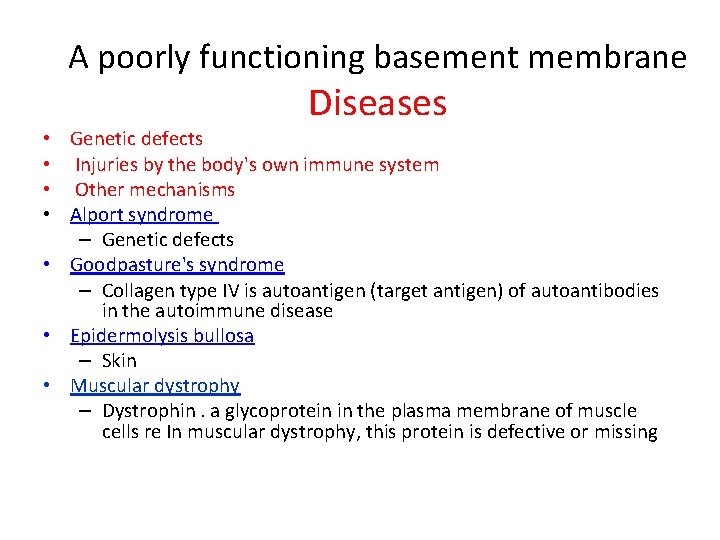 A poorly functioning basement membrane Diseases • Genetic defects • Injuries by the body's