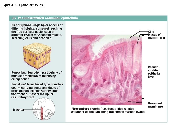 Figure 4. 3 d Epithelial tissues. (d) Pseudostratified columnar epithelium Description: Single layer of