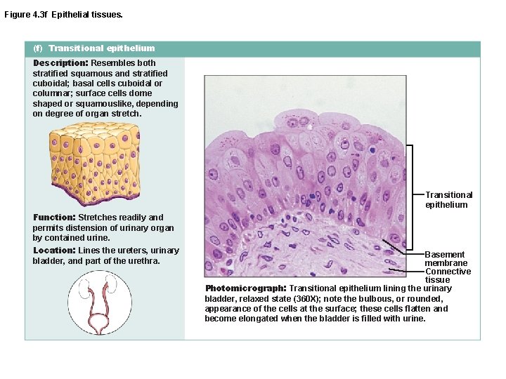Figure 4. 3 f Epithelial tissues. (f) Transitional epithelium Description: Resembles both stratified squamous