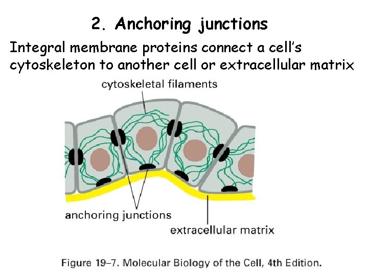 2. Anchoring junctions Integral membrane proteins connect a cell’s cytoskeleton to another cell or