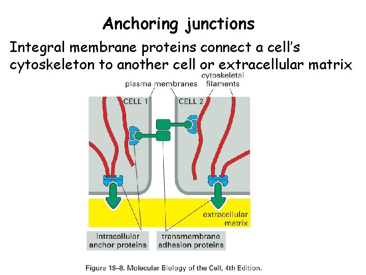 Anchoring junctions Integral membrane proteins connect a cell’s cytoskeleton to another cell or extracellular