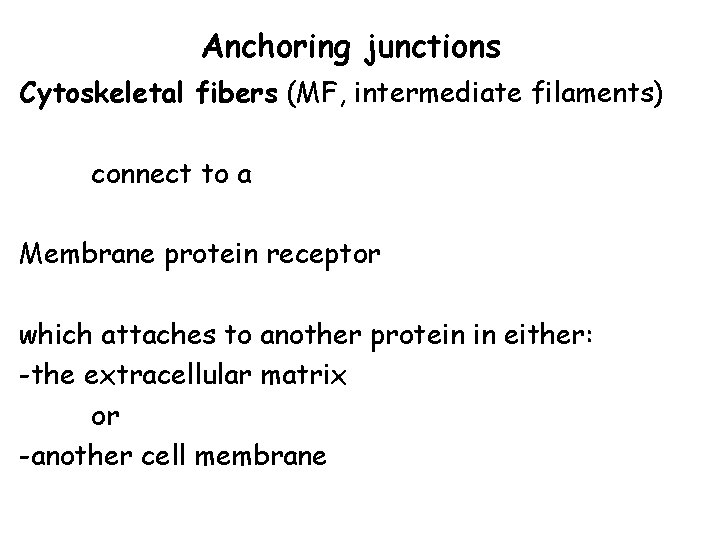 Anchoring junctions Cytoskeletal fibers (MF, intermediate filaments) connect to a Membrane protein receptor which
