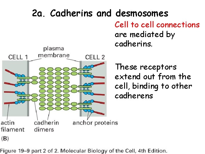 2 a. Cadherins and desmosomes Cell to cell connections are mediated by cadherins. These