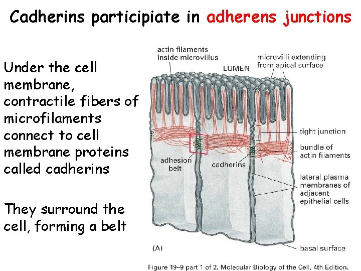 Cadherins participiate in adherens junctions Under the cell membrane, contractile fibers of microfilaments connect