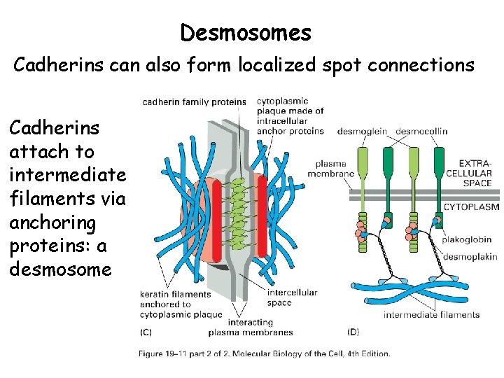 Desmosomes Cadherins can also form localized spot connections Cadherins attach to intermediate filaments via