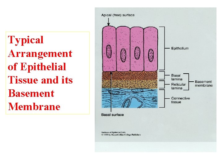 Typical Arrangement of Epithelial Tissue and its Basement Membrane 