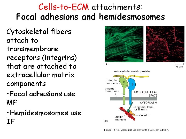 Cells-to-ECM attachments: Focal adhesions and hemidesmosomes Cytoskeletal fibers attach to transmembrane receptors (integrins) that