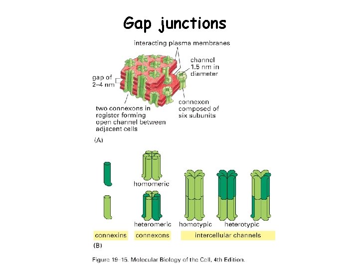Gap junctions 