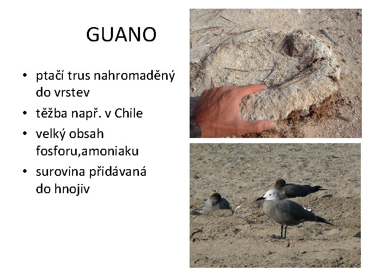 GUANO • ptačí trus nahromaděný do vrstev • těžba např. v Chile • velký