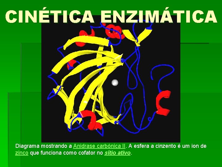 CINÉTICA ENZIMÁTICA Diagrama mostrando a Anidrase carbónica II. A esfera a cinzento é um