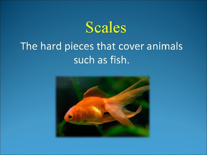 Scales The hard pieces that cover animals such as fish. Scales The hard pieces that cover animals such as fish.