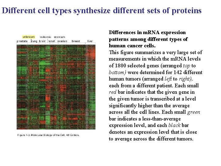 Control of Gene Expression Different cell types of